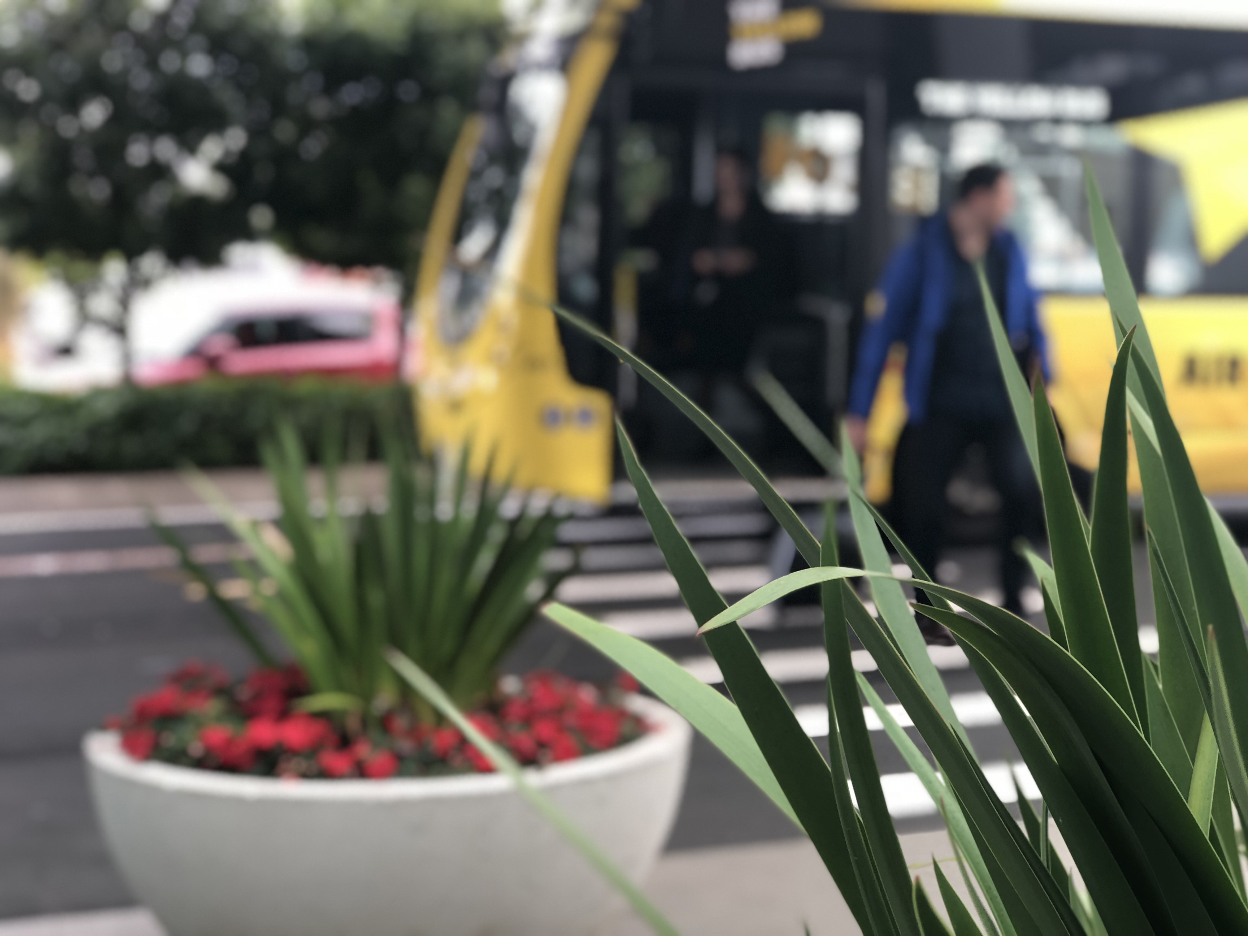 Leaves of plant in focus at front. Man in blue getting off yellow bus and crossing path with travel bag in out of focus background