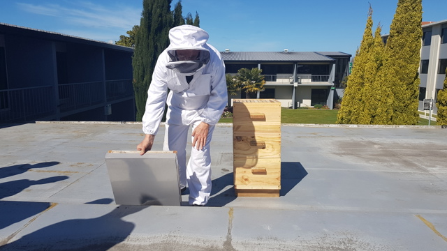 Beekeeper on rooftop tending to beehive at Sudima Christchurch Airport