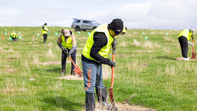 The image shows several people planting trees in an open grassy field. They are wearing bright yellow high-visibility vests, gloves, and sturdy boots, indicating that this is an organized environmental or reforestation effort. Each person is actively digging or planting saplings, with tools like spades in use. A vehicle is parked in the background, and protective plant guards are visible around some of the saplings, suggesting a focus on ensuring the young trees' growth and protection.